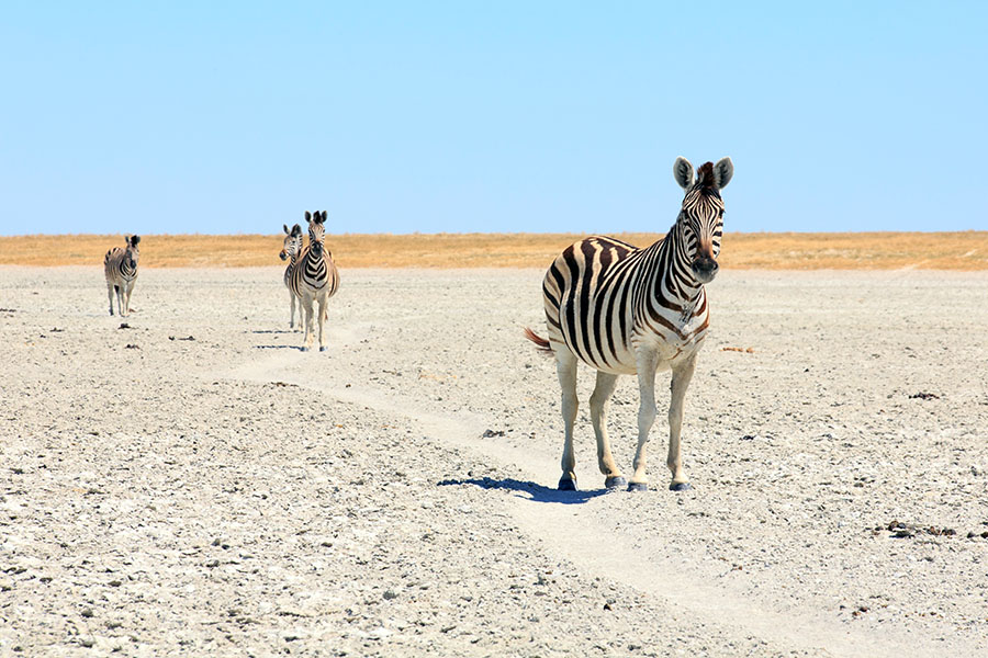 Botswana Kaharari Zebras