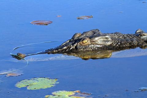 Saltwater crocodile, Kakadu National Park, Northern Territory, Australia