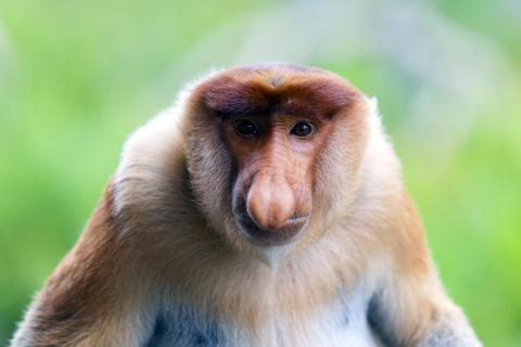 See the Proboscis monkeys as they settle down on the treetops along the Kinabatangan River