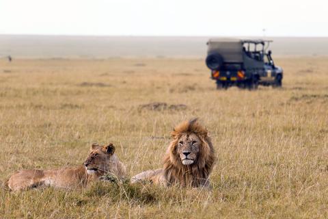 Kenia Safari Löwen