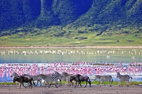 Ngorongoro Krater Wildtiere