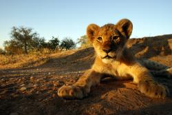 south_africa_kruger_np_lion_cub