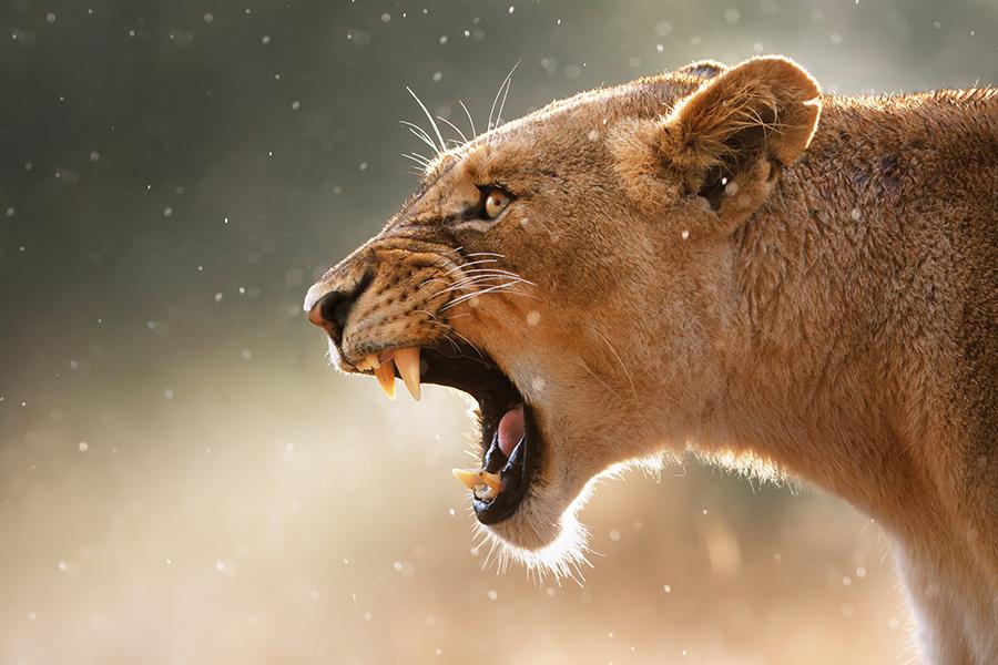 south_africa_kruger_np_lioness