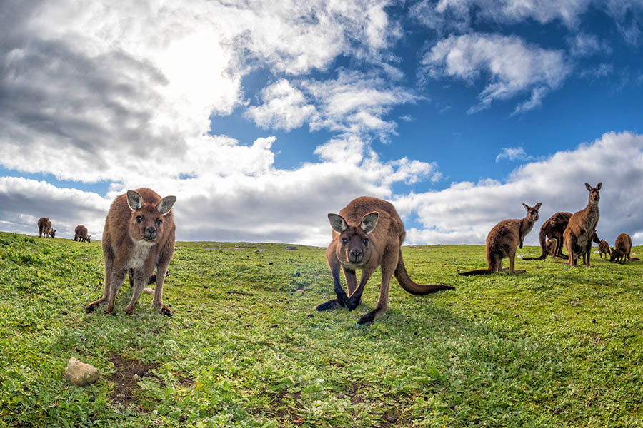 Meet the kangaroos of Kangaroo Island | Travel Nation