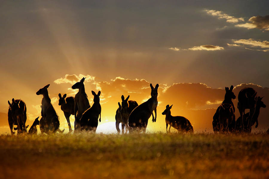 Spot kangaroos at sundown as you camp in the Northern Territory | Travel Nation