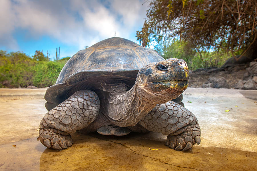 See giant tortoises in the Galapagos Islands | Travel Nation