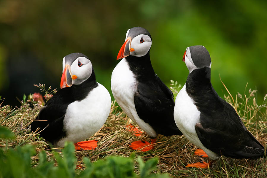 Spot quirky puffins on the cliff sides in Iceland | Travel Nation