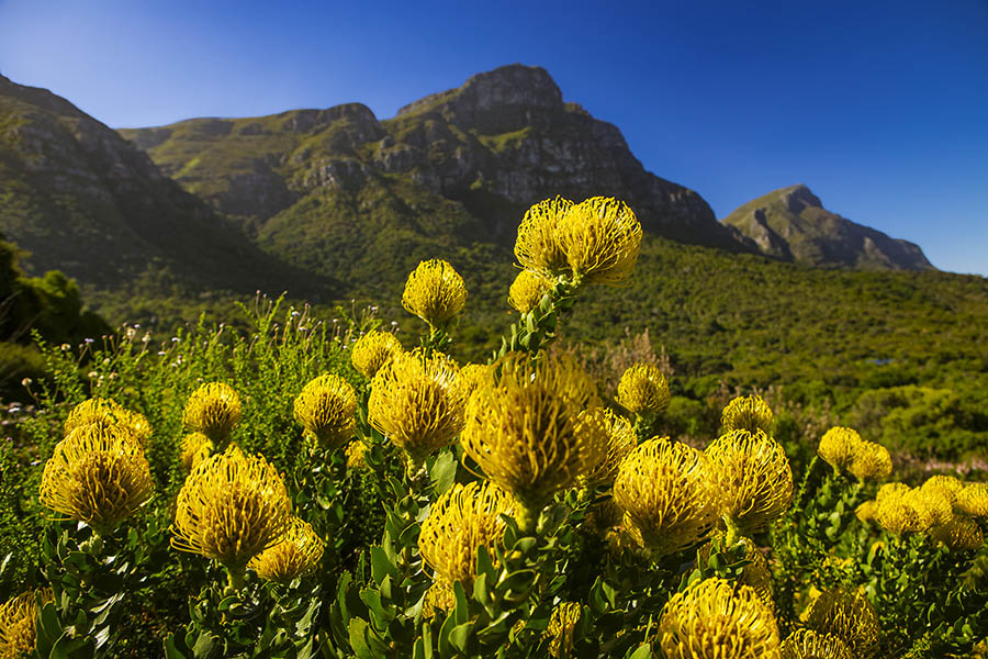 Botanical gardens, Cape Town | Travel Nation