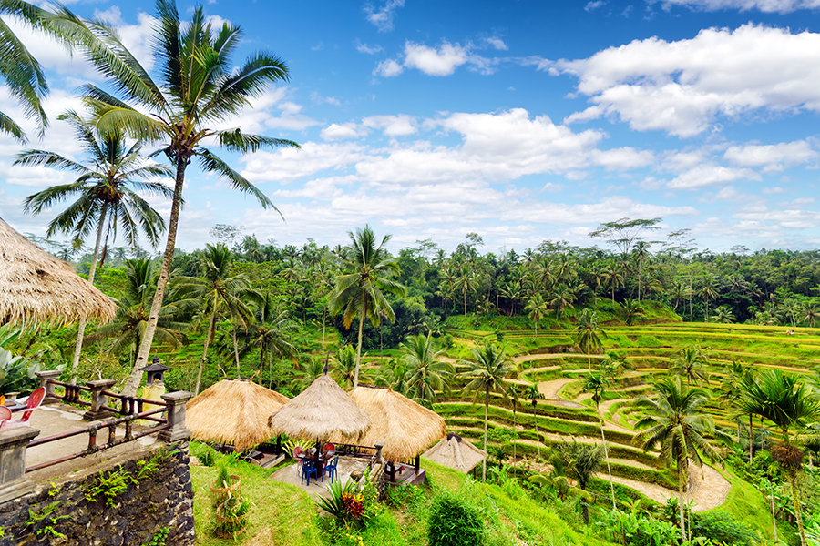Rice fields, Bali
