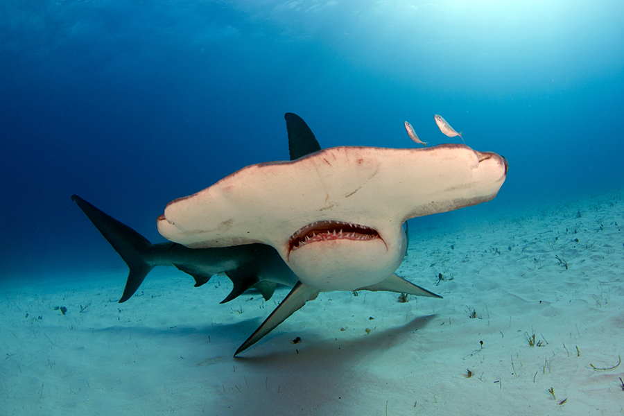 Hammerhead shark, Costa Rica