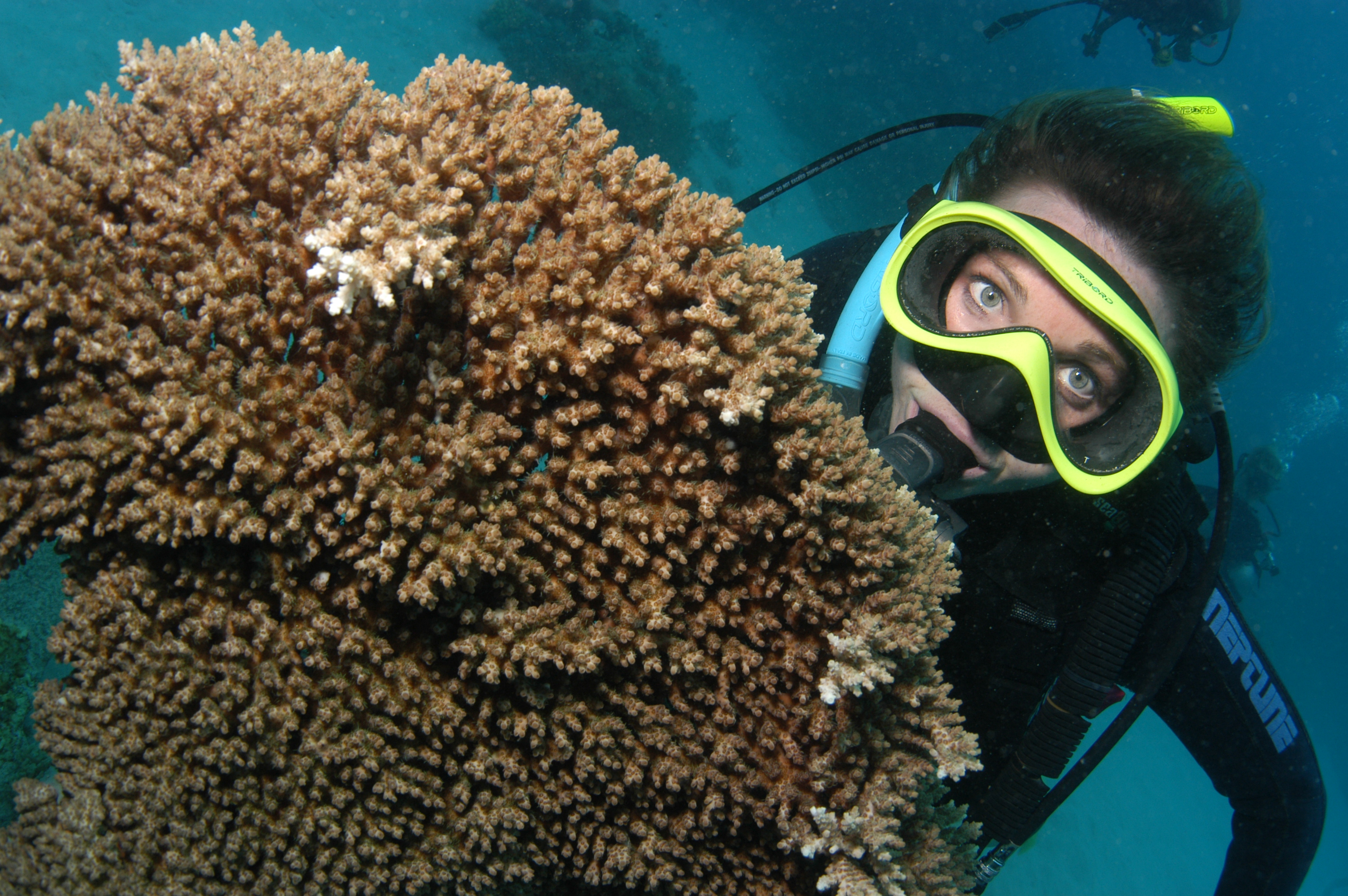 Scuba Diving at Norman Reef on the Great Barrier Reef, Cairns