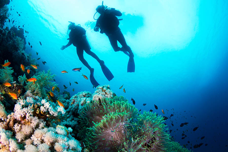 Learn to dive in the colourful Red Sea