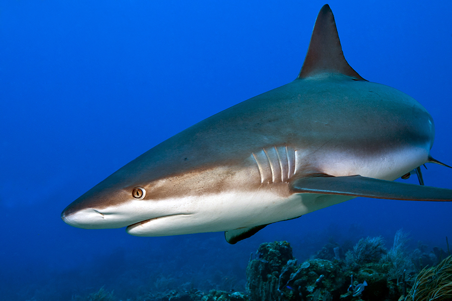 Reef shark, Honduras