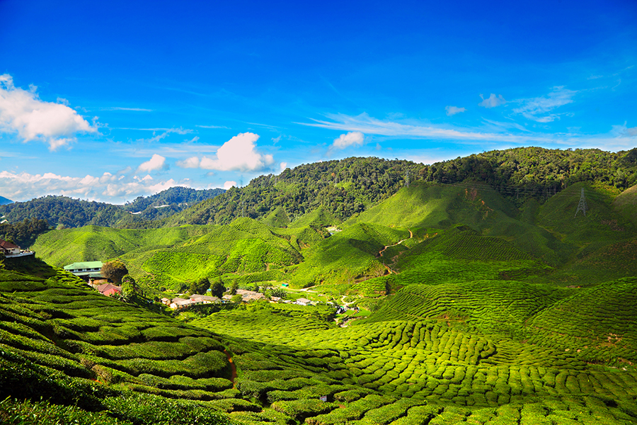 Sip a nice cup of tea in the Cameron Highlands