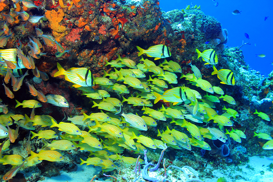 Diving, Cozumel, Mexico