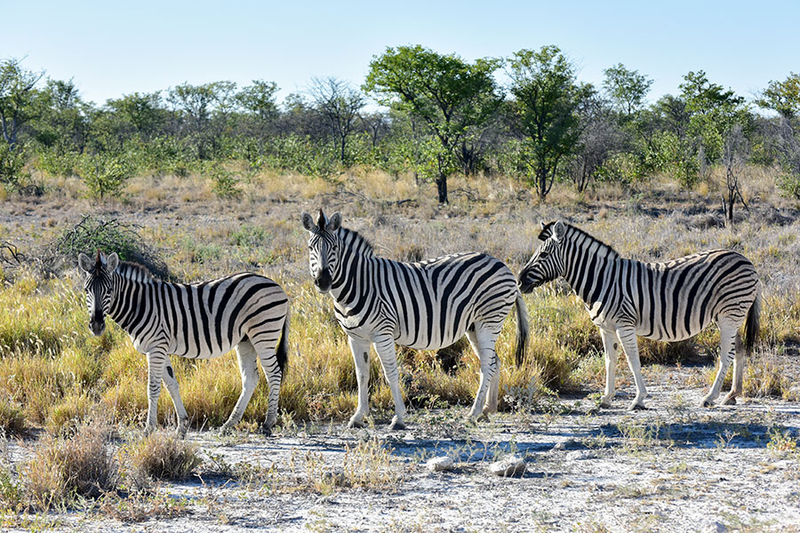 Etosha is the largest game reserve in Namibia