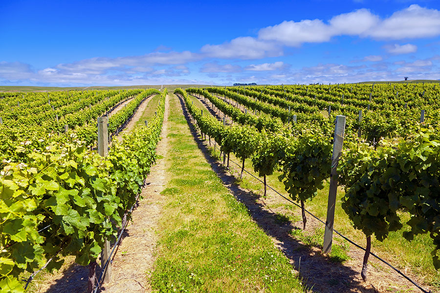 Work your way around Marlborough's famous wineries