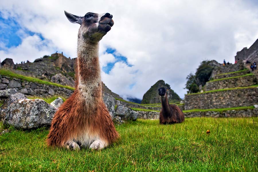A close up of an alpaca sat on the grass at Macchu Pichu, Peru