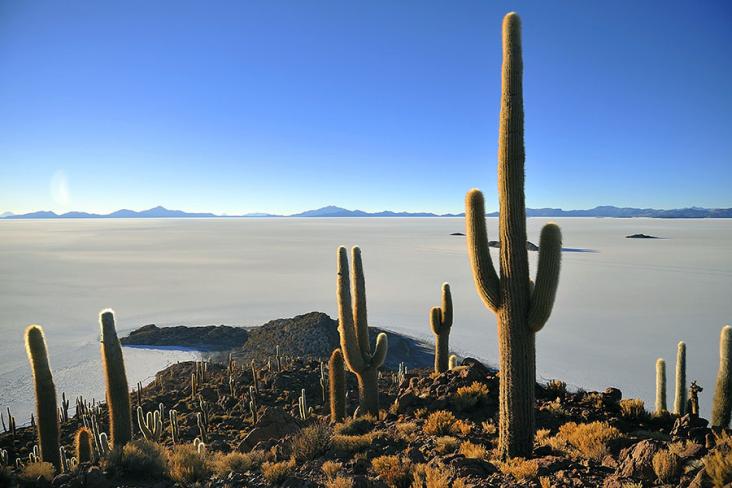 Gaze across the vast Uyuni salt flats from Cactus Island