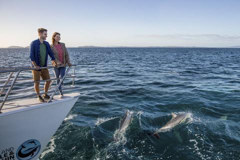 Spot dolphins swimming alongside your boat