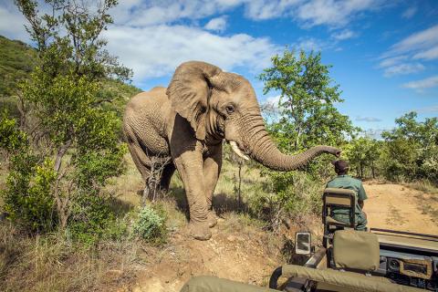 900x600-south-africa-kruger-np-elephant