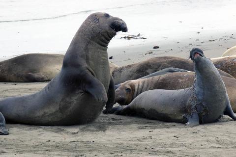 Seals on San Simeon beach