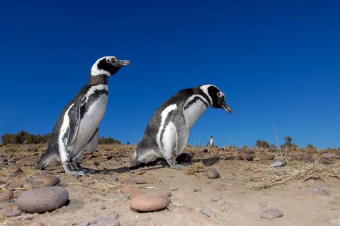 Magellan penguins, Argentina