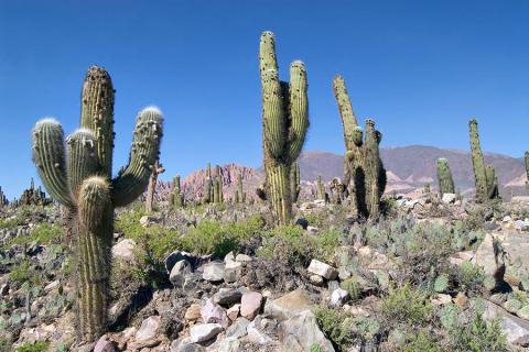 Discover the stark deserts of the arid north around the town of Salta