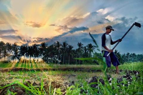 bali_ubud_farmer_ricefields_sunset_solly_900x600