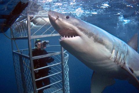 Cage Diving, Australia | Rodney Fox Expeditions