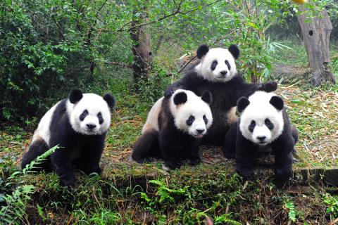 Giant pandas, China