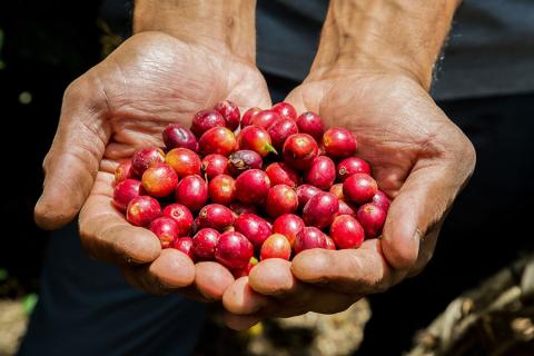 Learn about Costa Rica's coffee industry