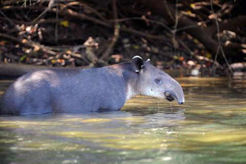 Tapir in Corcovado National Park, Costa Rica