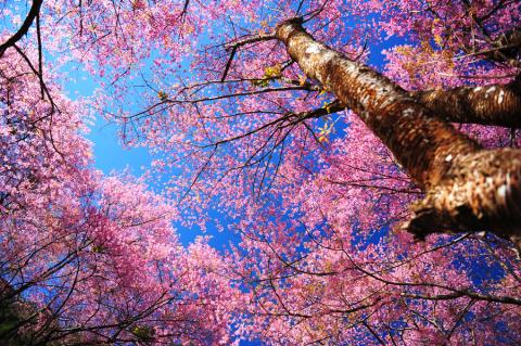 Cheery blossom in sakura season