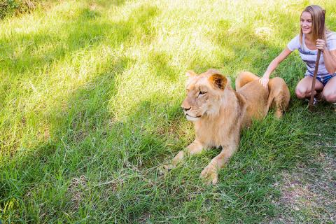 Walk with lions in Casela Nature Park