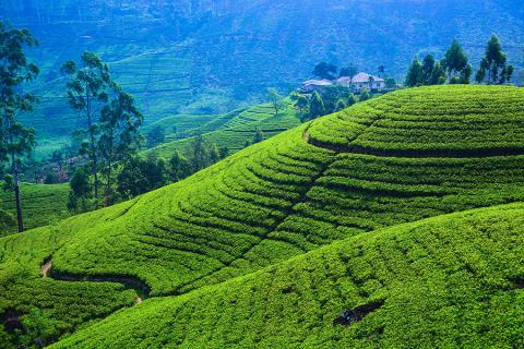 Nuwara Eliya is set in the heart of tea country 