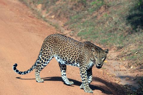 You've got a great chance of spotting a leopard at Yala National Park