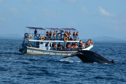 Mirissa is famous for blue whale watching tours