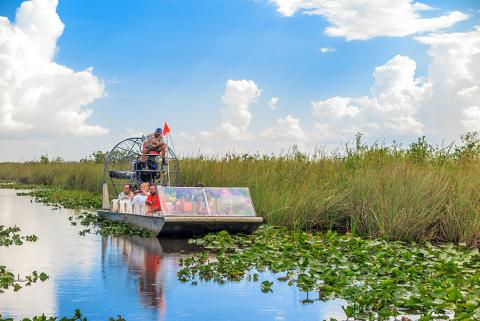 Spot aligators in the Everglades 