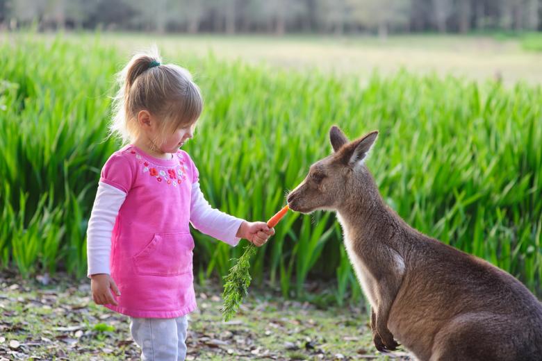 Vous pouvez nourrir les kangourous au zoo Wild Llife de Sydney