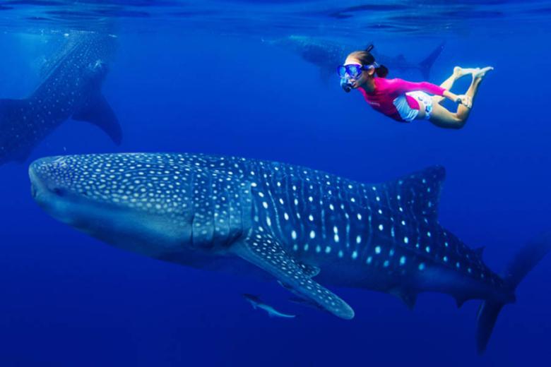 Nagez avec les requins-baleines à Donsol