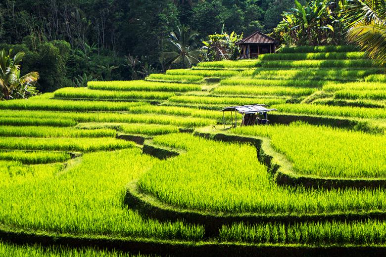 Discover the rolling rice terraces of Jatiluwih