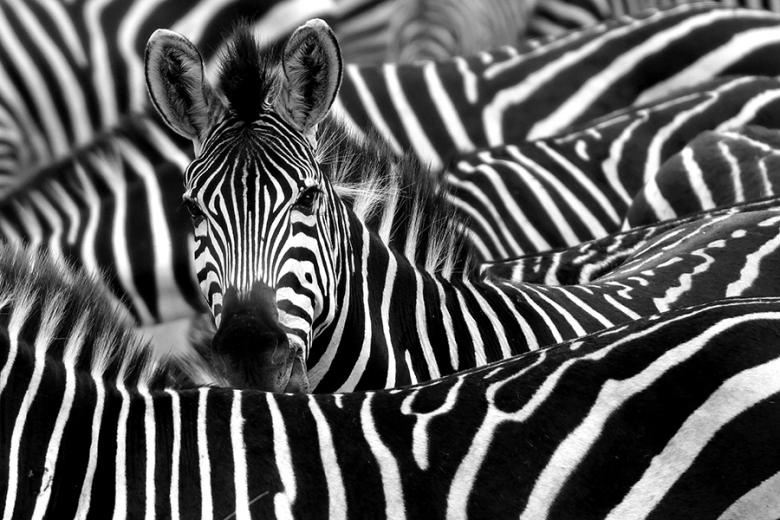 Kenia Zebras