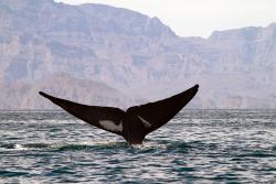 Whale watching, Baja California, Mexico