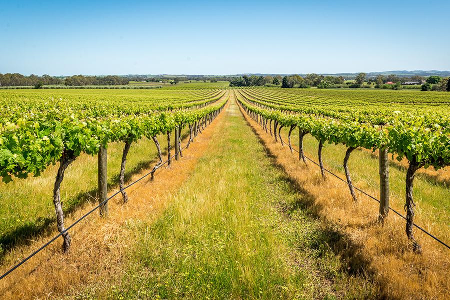 Vineyards in Barossa Valley, South Australia