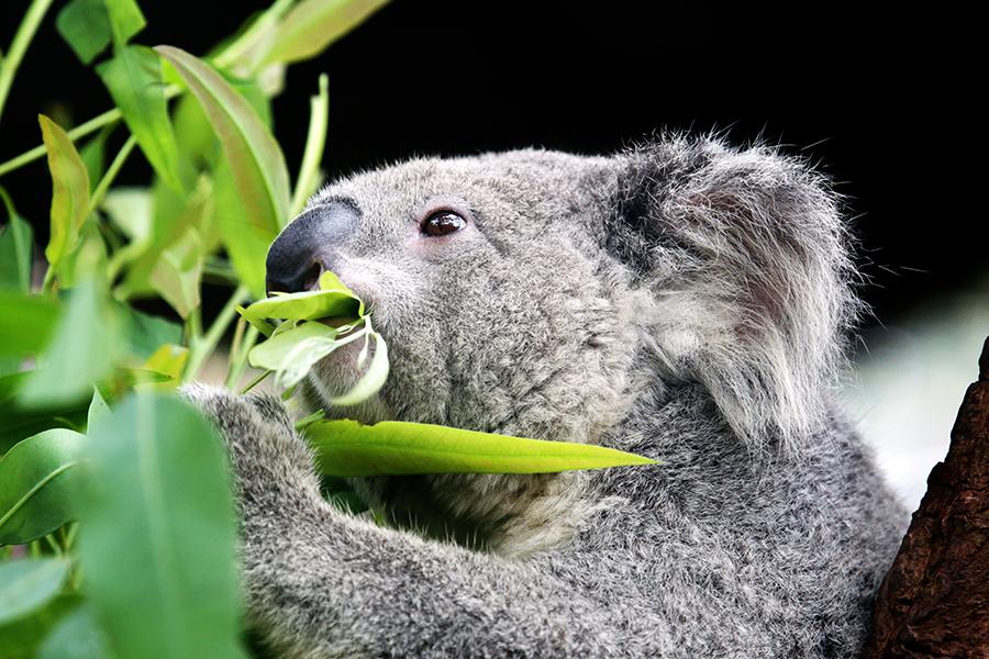 A native Koala, Australia