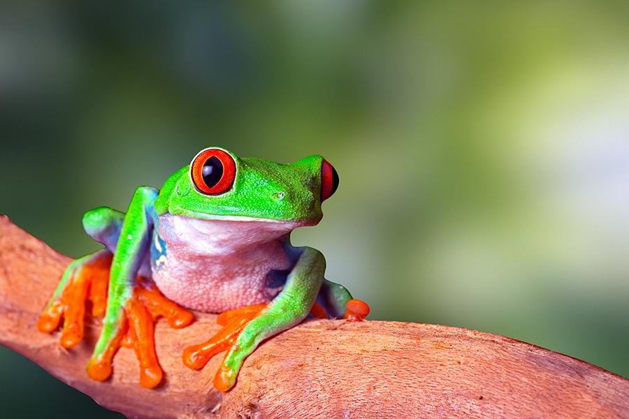 Red eyed tree frog, Costa Rica | Costa Rica Travel Guide