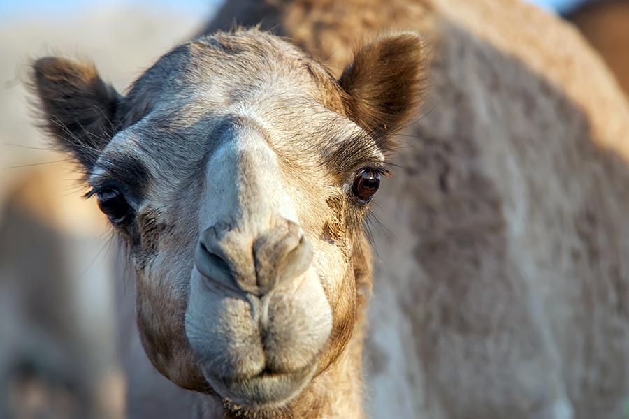A camel, Dubai