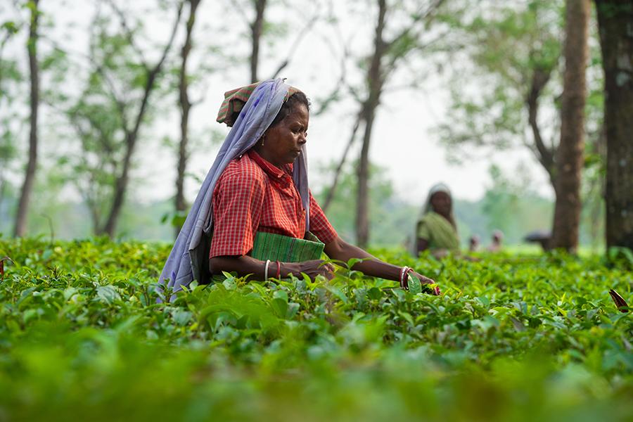 A woman picking tea leaves in Darjeeling, India