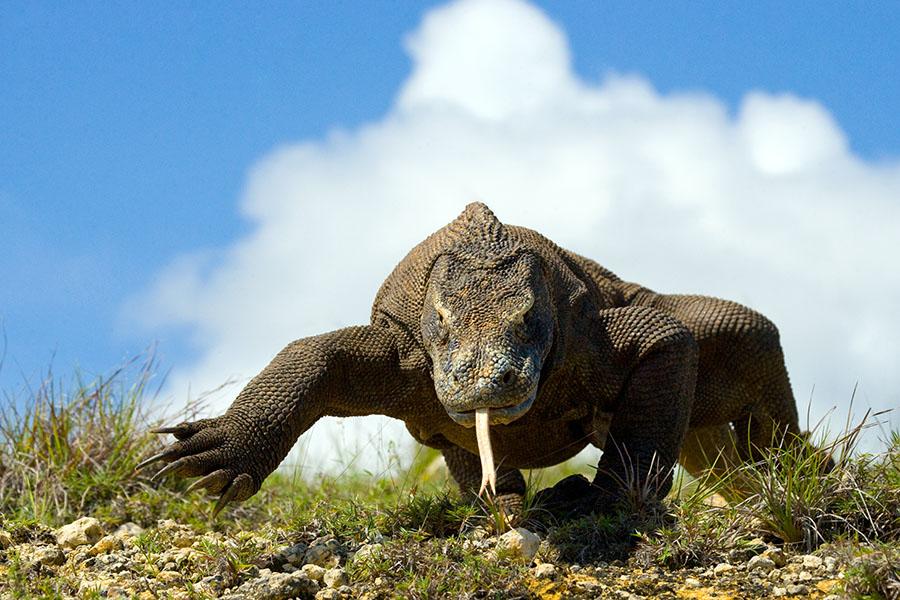 The infamous Komodo dragon